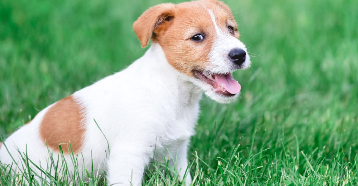 cane in campagna