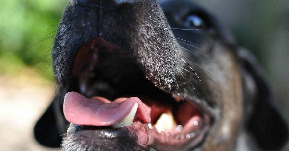 Perché il cane batte i denti? Tutte le ragioni e che cosa può significare