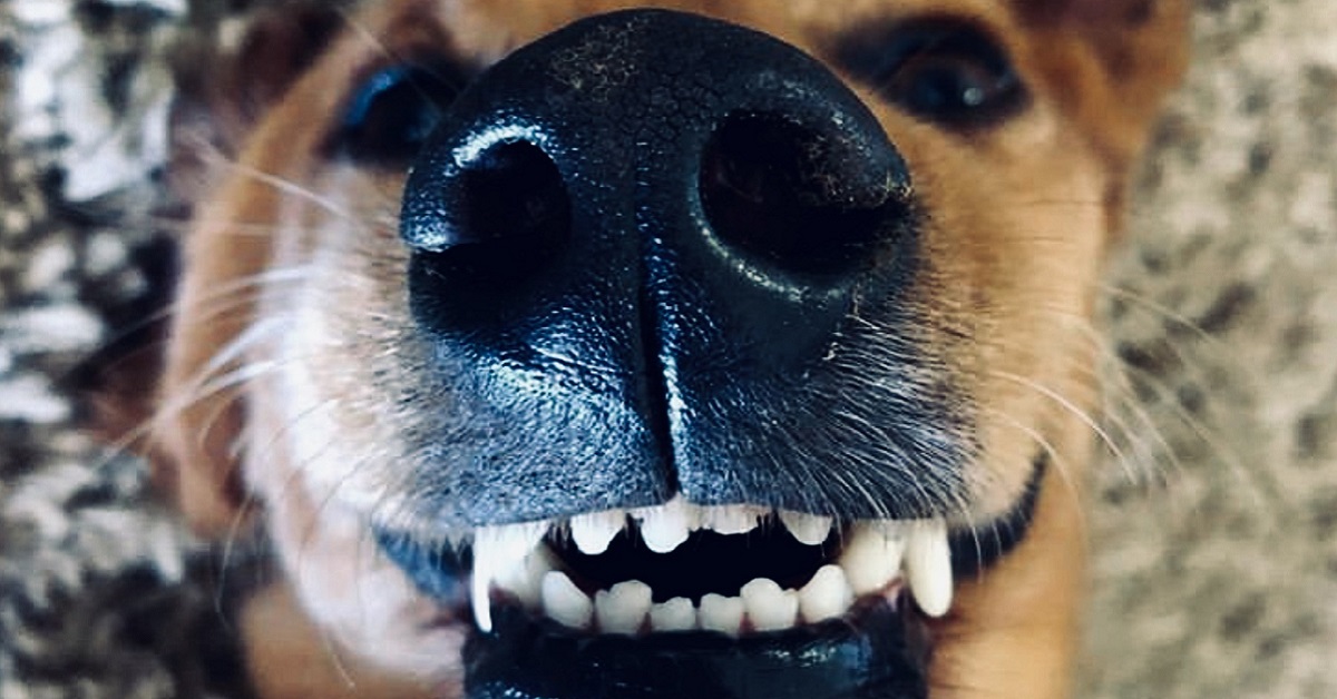 denti del cane