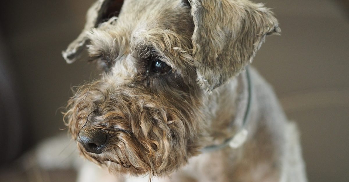 Perché il cane ha i testicoli gonfi?