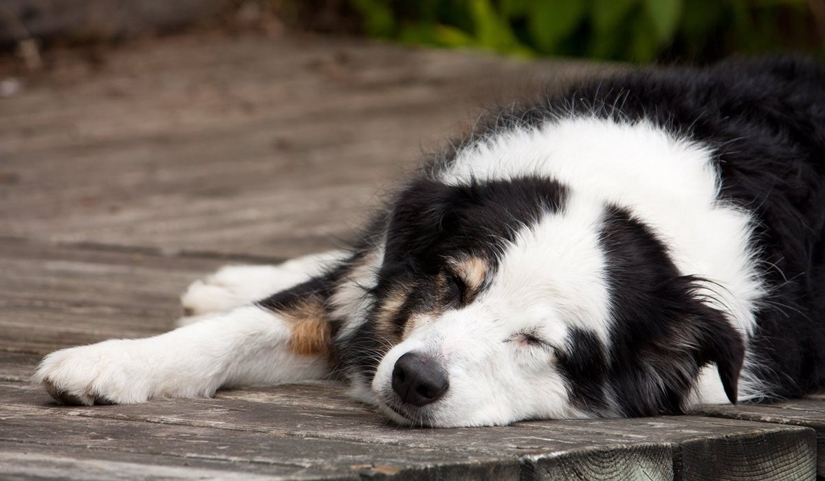 cane disteso sul legno