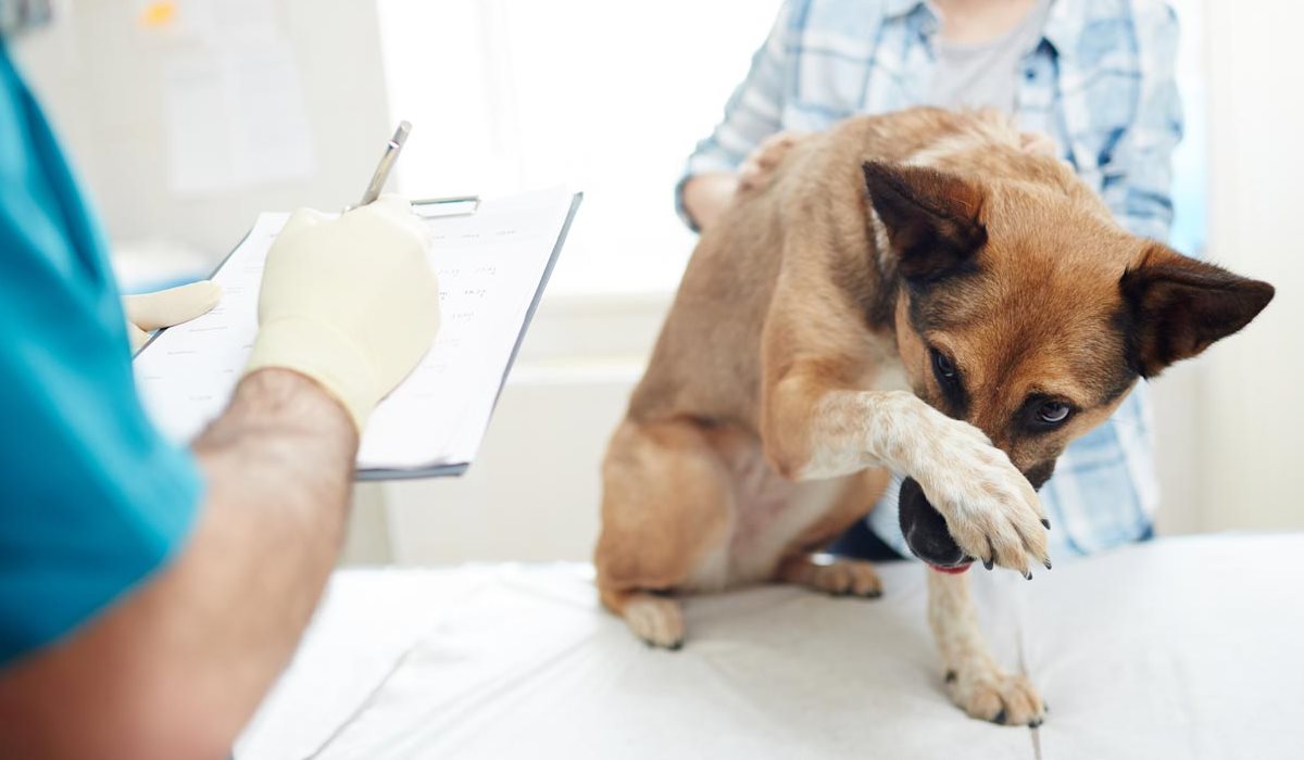 portare il cane dal veterinario