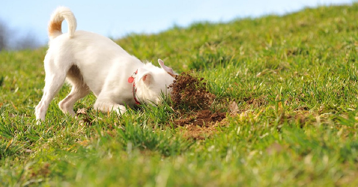 Perché il cane mangia la terra? I motivi e come riuscire a impedirglielo