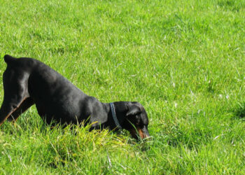 Perché Il Cane Mangia La Terra