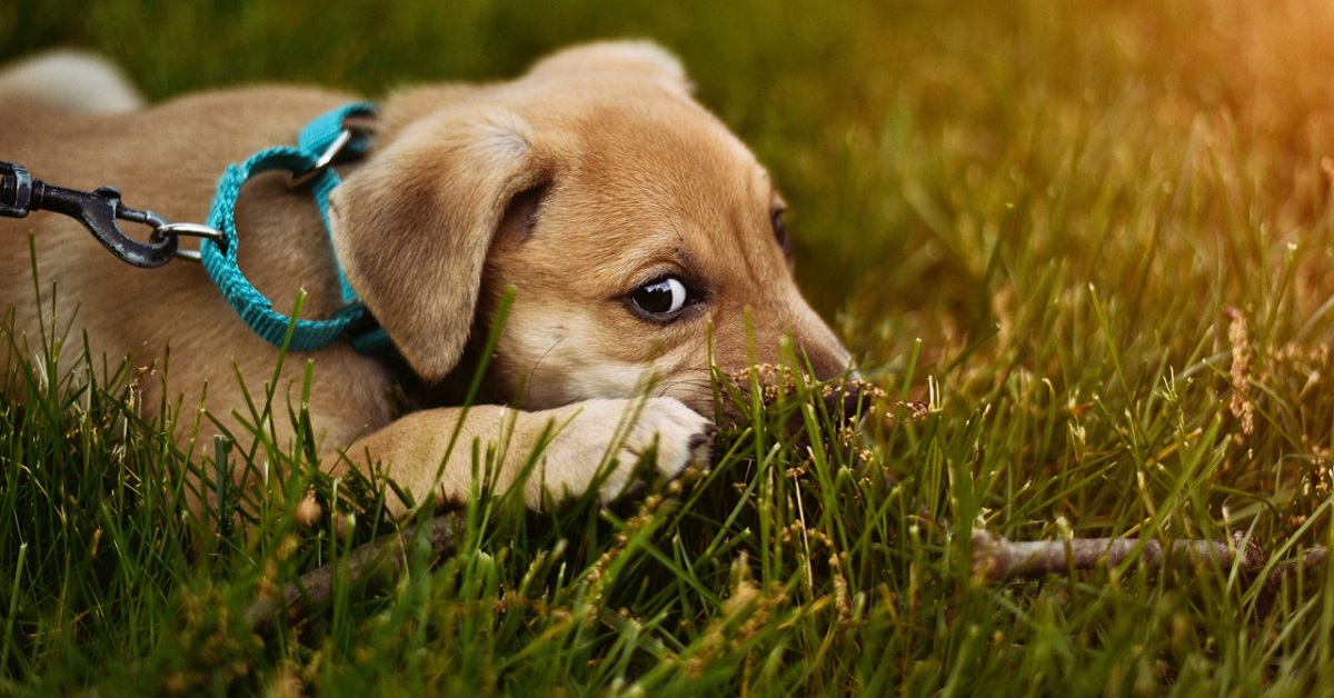 cucciolo di cane in campagna