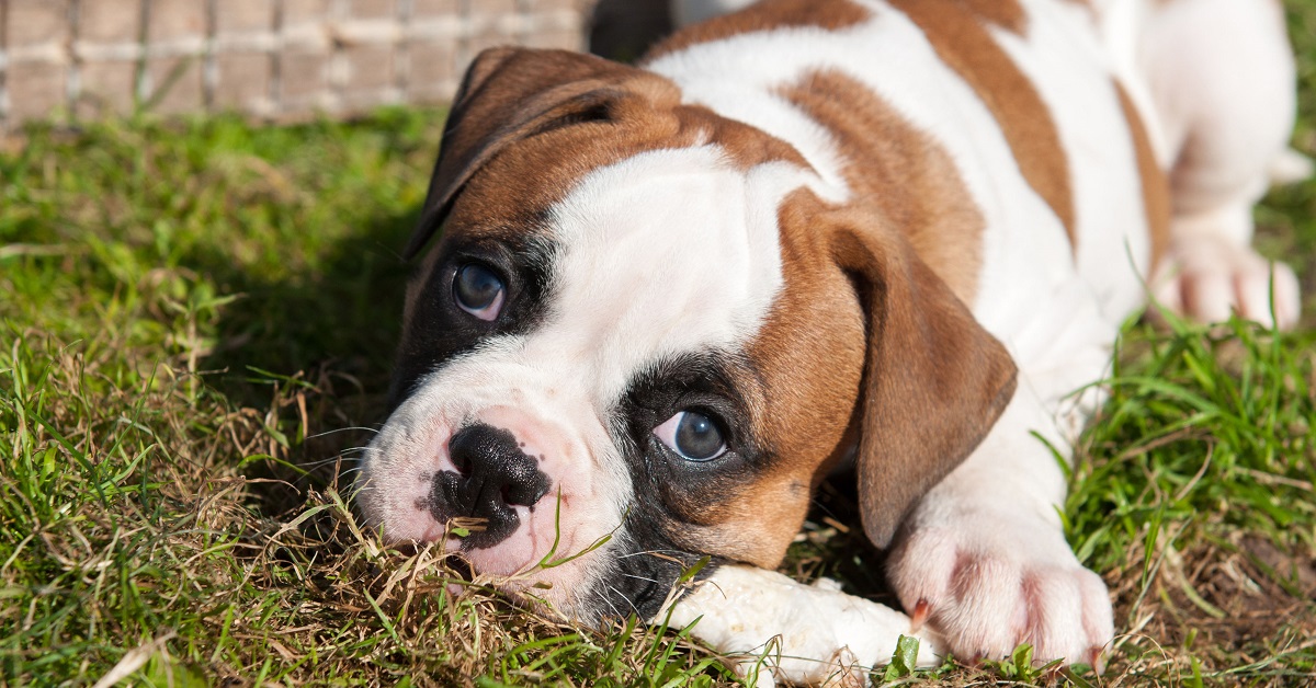 cucciolo di cane boxer