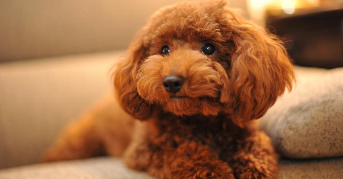 cane con pelo riccio