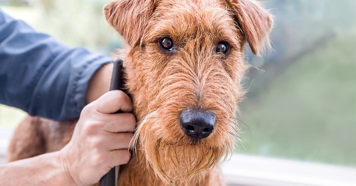 Perché il cane perde il pelo? Tutte le ragione e i rimedi, punto per punto