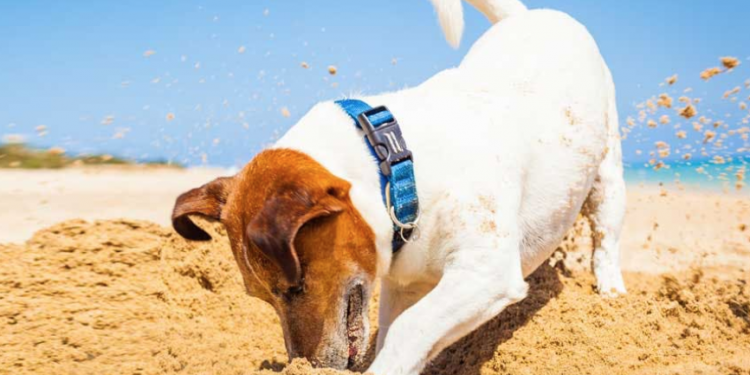 Un cane che scava in spiaggia