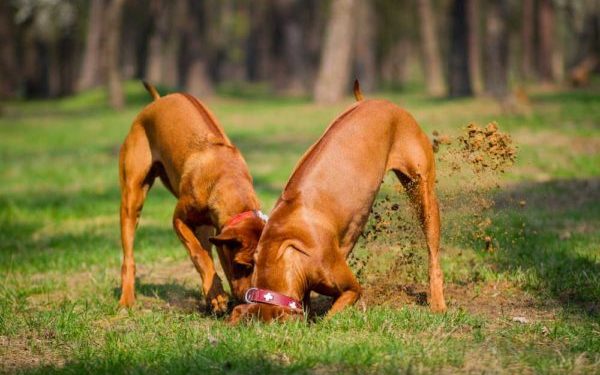 Perché il cane scava? Eccone due che lo fanno