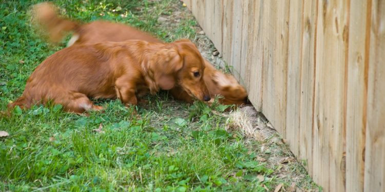 Cane che scava sotto una staccioanta