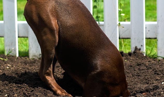 perche-il-cane-scava