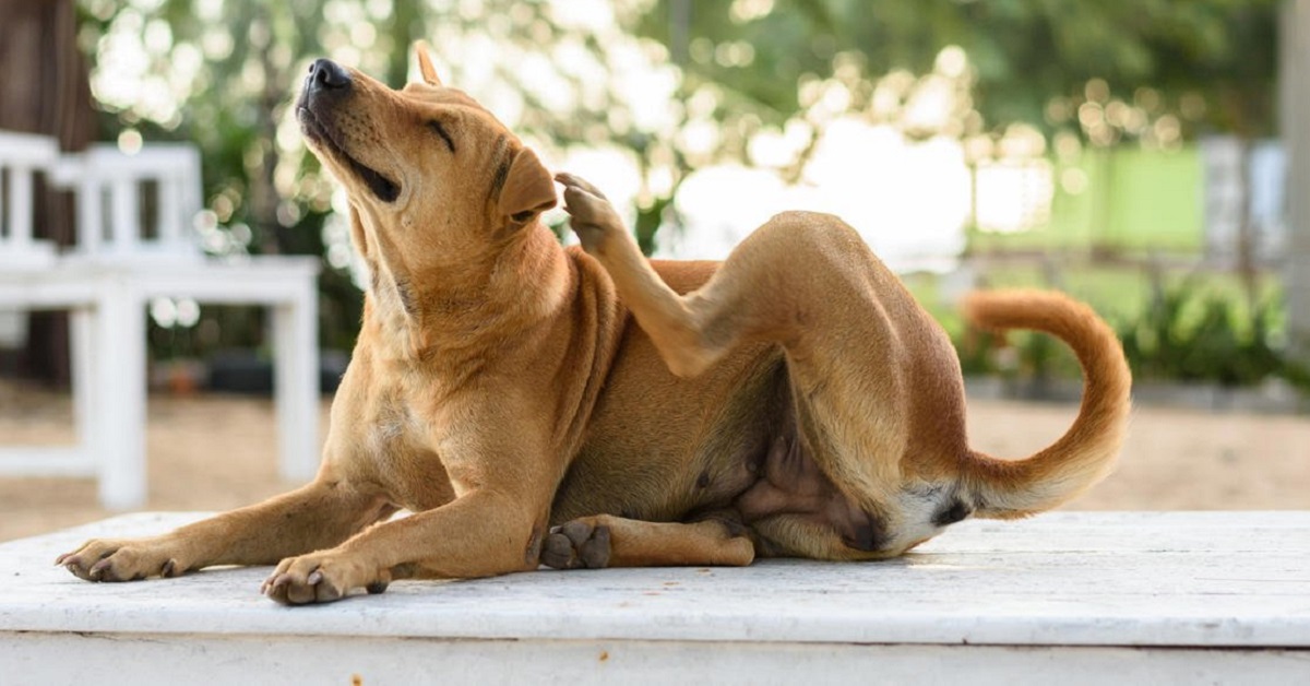 cane sotto il portico