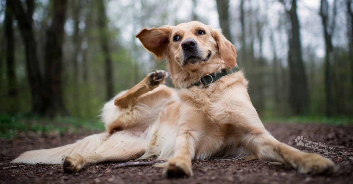 Perché il cane si gratta? I motivi comuni e cosa si può fare