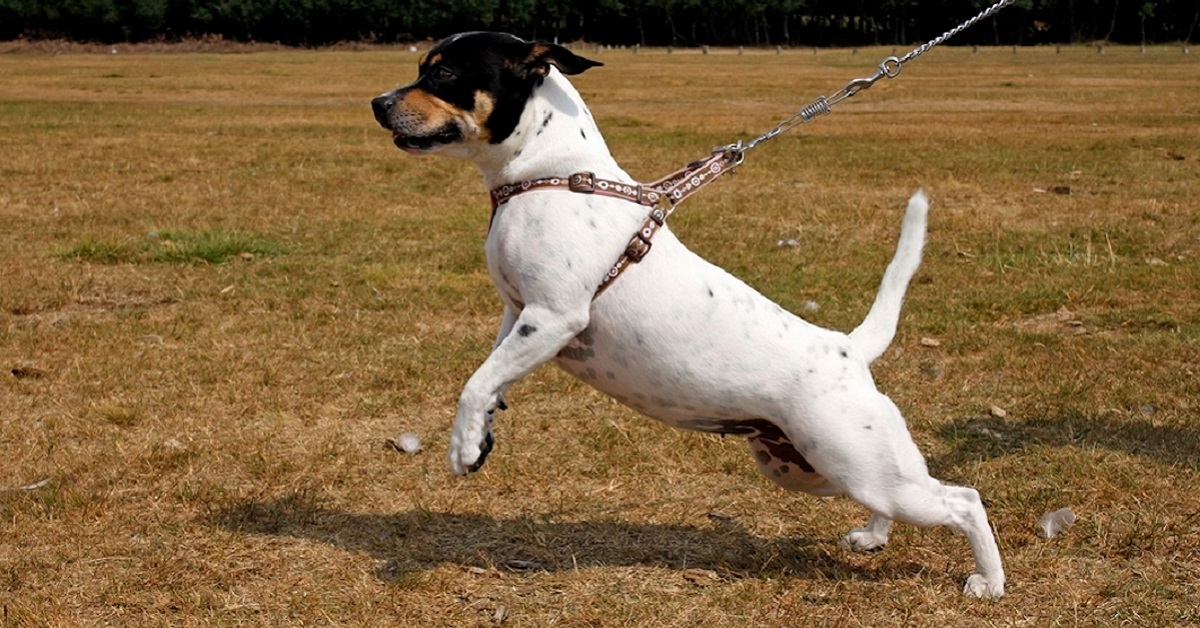 cane di piccola taglia al guinzaglio