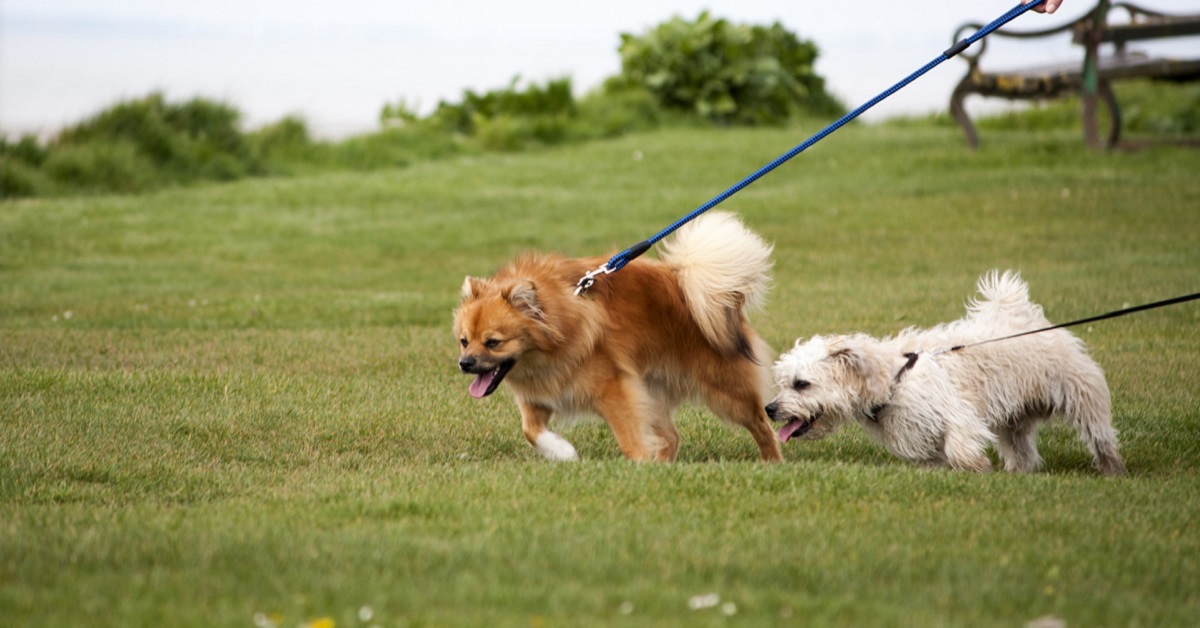 cani al guinzaglio al parco