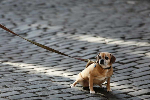 cucciolo guinzaglio