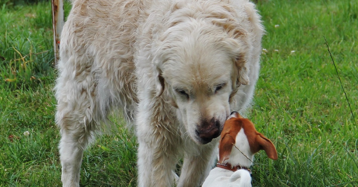 Perché i cani annusano tutto?