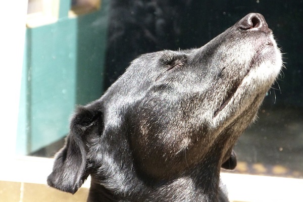 cane baciato dal sole