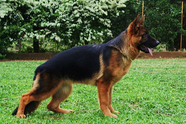 cane pastore tedesco in allerta
