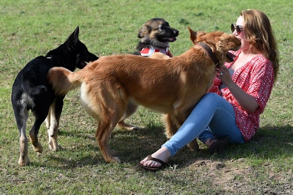 cani che giocano sul prato