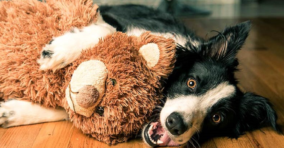 Perché i cani femmina montano?