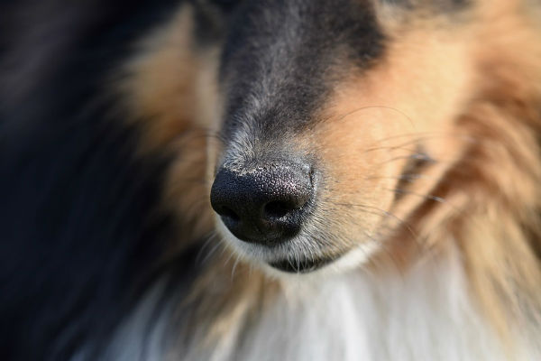 naso e muso del cane