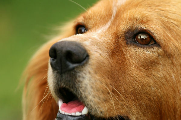 cane con la bocca aperta