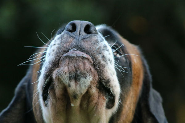 muso del cane