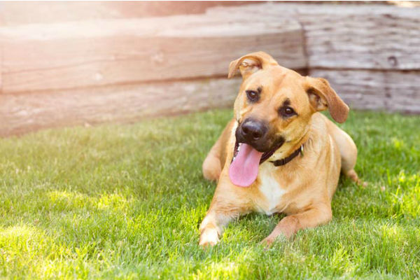 cane con bocca aperta