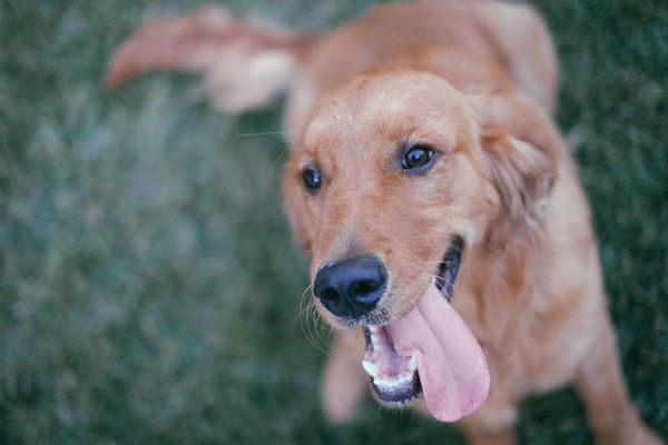 cane in giardino