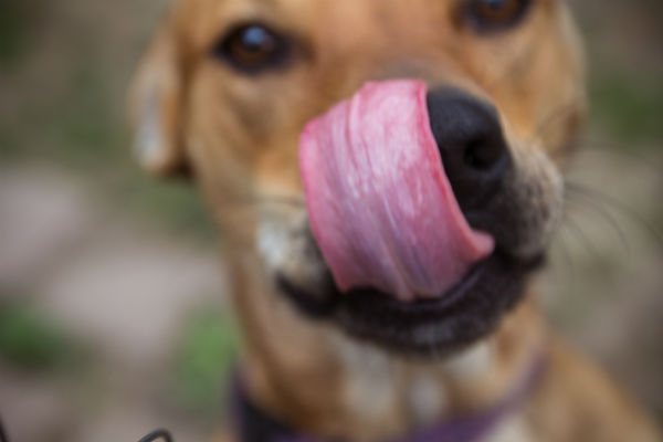 cane che si lecca il naso