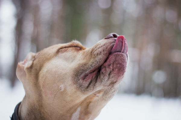 cane lecca l'aria