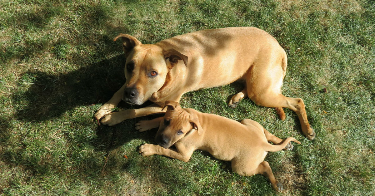 Perché i cani mangiano i loro cuccioli