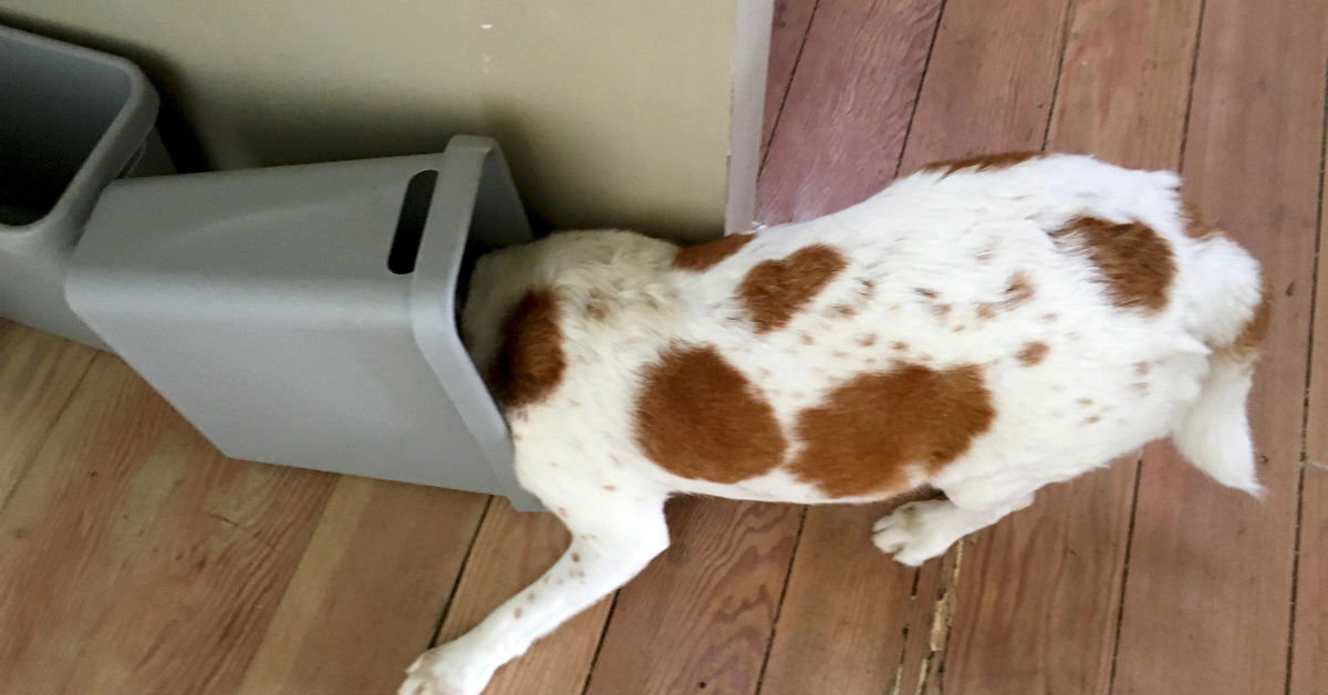 Perché i cani mangiano la spazzatura?