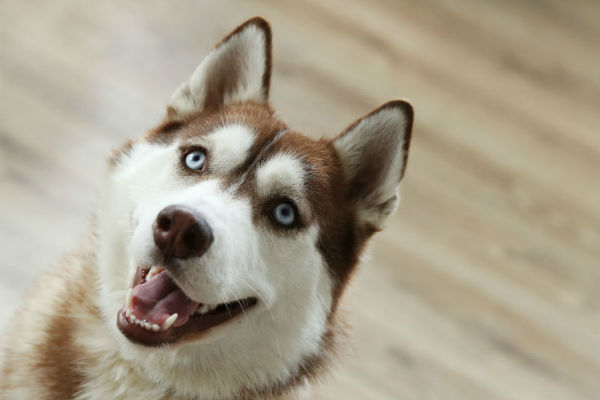 husky piccolo