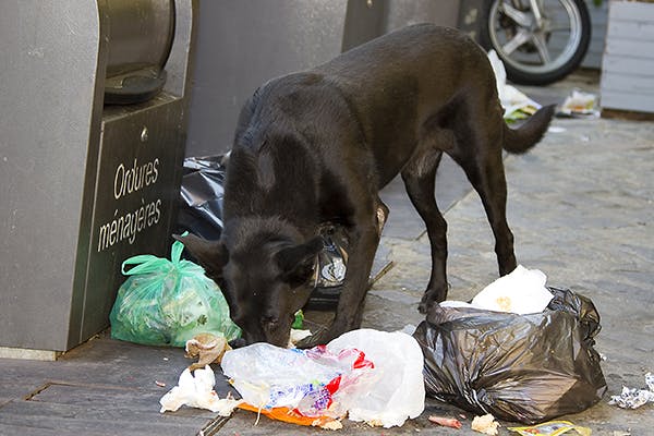 cane rovista tra i rifiuti
