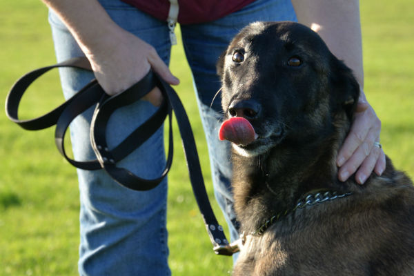 cane al guinzaglio