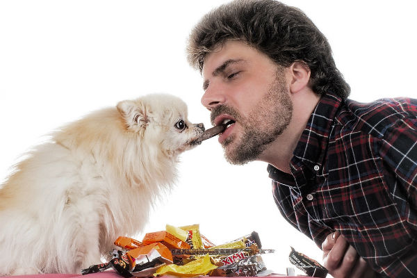 perchè i cani non possono mangiare cioccolata