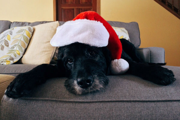 cane con il cappello