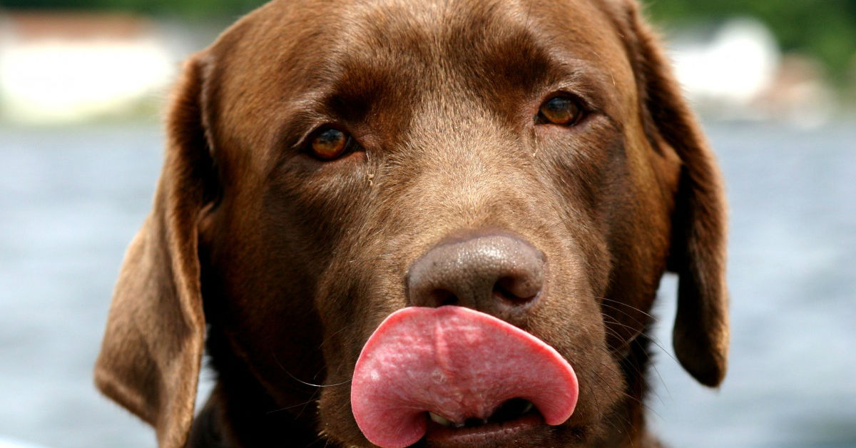 Perché i cani non possono mangiare cioccolata?