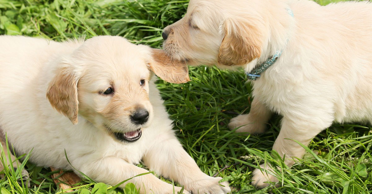 Perché i cani si annusano il sedere?