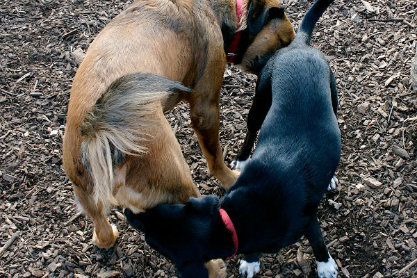 un cane chiaro e uno scuro