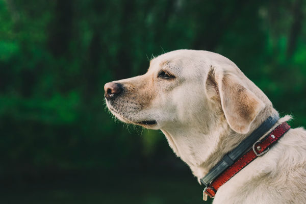 cane di profilo