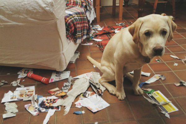 cane ha distrutto casa