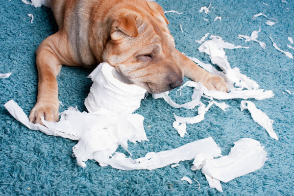 cane strappa la carta igienica