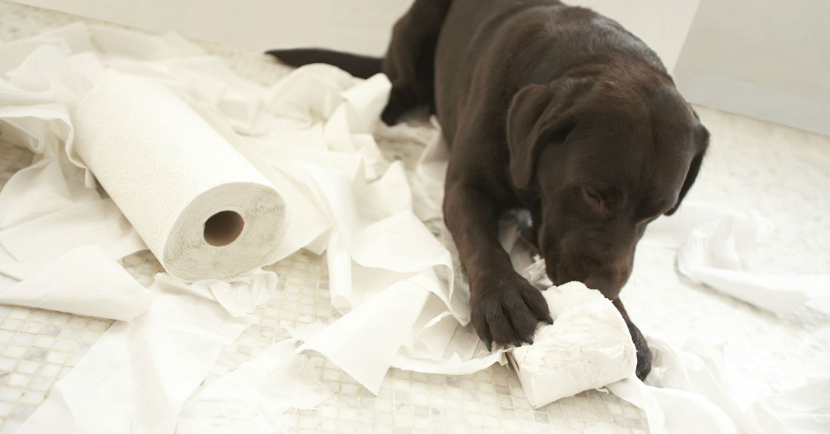 cane mangia carta