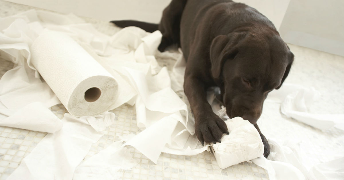 Perché i cani strappano la carta