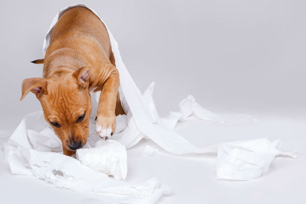 cane e carta igienica