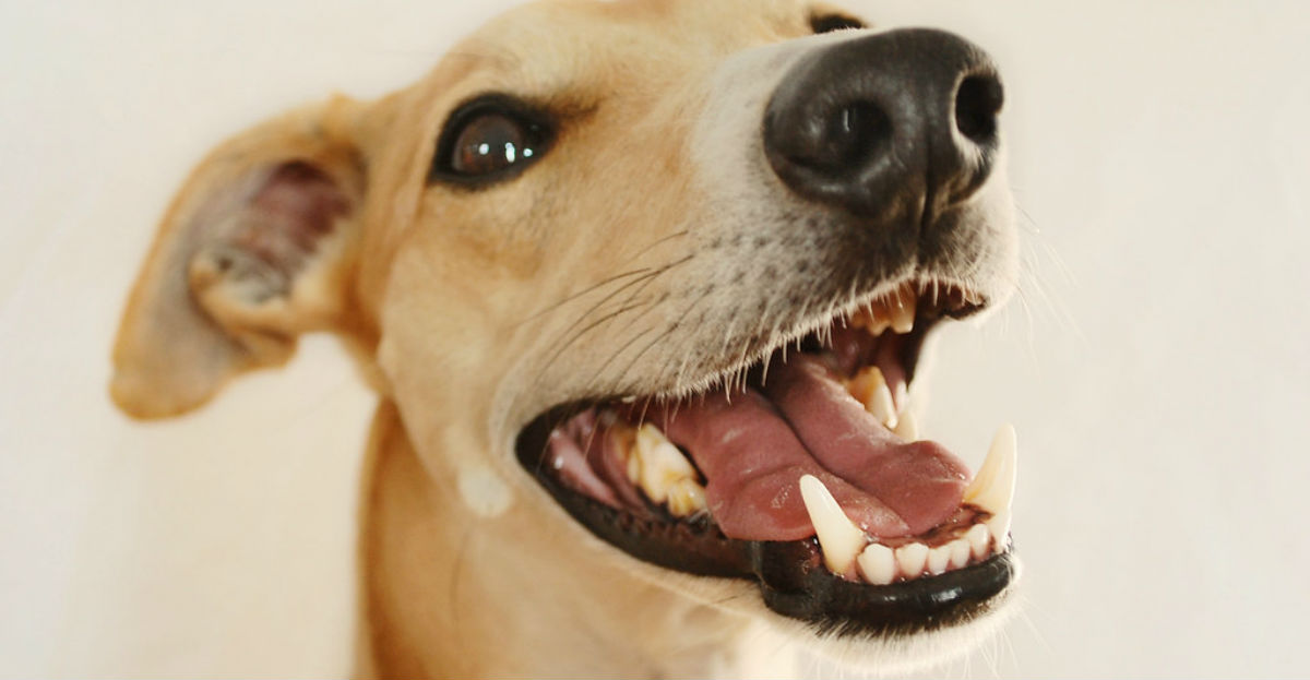 Perdita dei denti del cane (o dislocazione): cosa sapere?